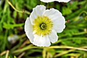 Ranunculus glacialis (Buttercup) flower in a garden