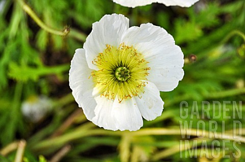 Ranunculus_glacialis_Buttercup_flower_in_a_garden