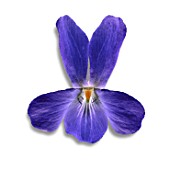 Viola odorata on white background