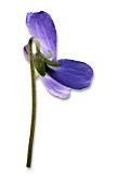 Viola odorata on white background
