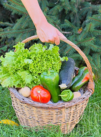 Woman_holding_a_basket_of_assorted_vegetables_and_zinc_watering_can_plus_tomatoes_peppers_lettuce_zu