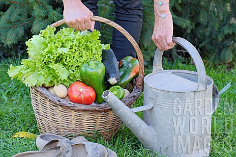 Woman_holding_a_basket_of_assorted_vegetables_and_zinc_watering_can_plus_tomatoes_peppers_lettuce_zu