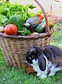 Basket of mixed vegetables: tomatoes, peppers, lettuce, zucchini, potatoes and rabbit rabbit