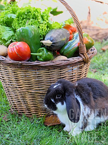 Basket_of_mixed_vegetables_tomatoes_peppers_lettuce_zucchini_potatoes_and_rabbit_rabbit