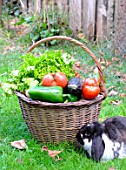 Basket of mixed vegetables: tomatoes, peppers, lettuce, zucchini, potatoes and rabbit rabbit