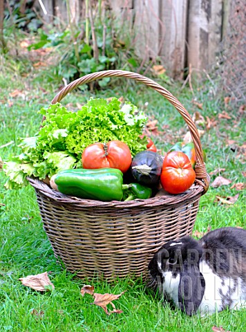 Basket_of_mixed_vegetables_tomatoes_peppers_lettuce_zucchini_potatoes_and_rabbit_rabbit