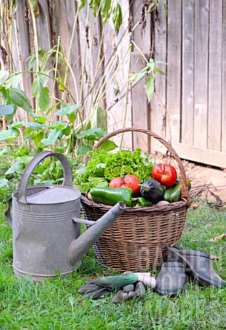 Basket_of_mixed_vegetables_tomatoes_peppers_lettuce_zucchini_potatoes_and_zinc_watering_can_gloves_a