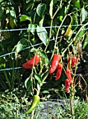 Capsicum Espelette (AOC), Ainhoa, Basque Country, France