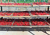 Lying and drying pepper Capsicum Espelette (AOC), Ainhoa, Basque Country, France