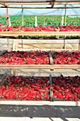 Lying and drying pepper Capsicum Espelette (AOC), Ainhoa, Basque Country, France