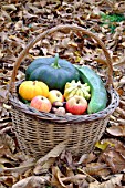 Basket of various autumn vegetables: pumpkin, zucchini, apples, walnuts, chestnuts