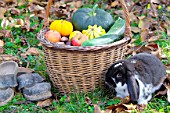 Basket of various autumn vegetables: pumpkin, zucchini, apples, nuts and dwarf rabbit