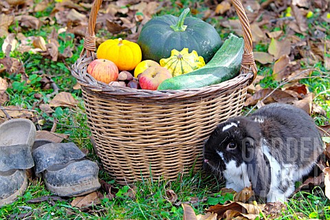 Basket_of_various_autumn_vegetables_pumpkin_zucchini_apples_nuts_and_dwarf_rabbit
