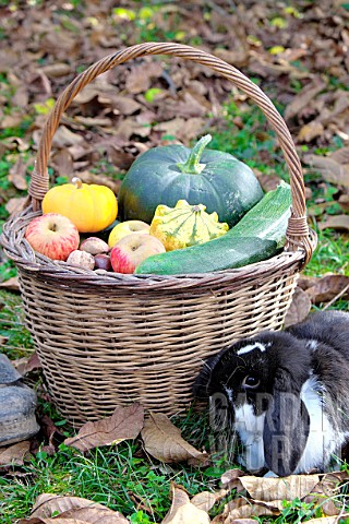 Basket_of_various_autumn_vegetables_pumpkin_zucchini_apples_nuts_and_dwarf_rabbit