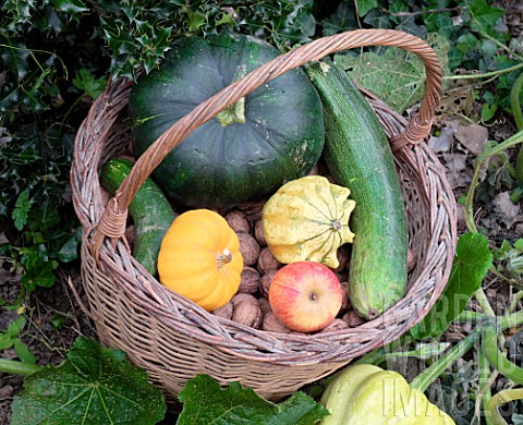 Basket_of_various_autumn_vegetables_pumpkin_zucchini_apples_walnuts_chestnuts