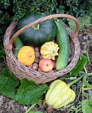 Basket_of_various_autumn_vegetables_pumpkin_zucchini_apples_walnuts_chestnuts