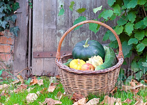 Basket_of_various_autumn_vegetables_pumpkin_zucchini_apples