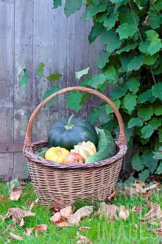 Basket_of_various_autumn_vegetables_pumpkin_zucchini_apples