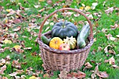 Basket of various autumn vegetables: pumpkin, zucchini, apples