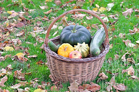 Basket_of_various_autumn_vegetables_pumpkin_zucchini_apples