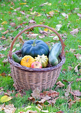 Basket_of_various_autumn_vegetables_pumpkin_zucchini_apples