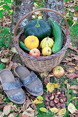 Basket_of_various_autumn_vegetables_pumpkin_zucchini_apples_walnuts_chestnuts_and_pair_of_shoes