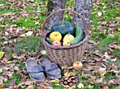 Basket of various autumn vegetables: pumpkin, zucchini, apples, walnuts, chestnuts, pair of shoes