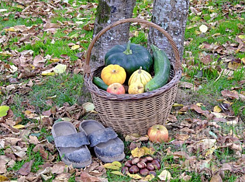 Basket_of_various_autumn_vegetables_pumpkin_zucchini_apples_walnuts_chestnuts_pair_of_shoes