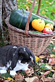 Basket of various autumn vegetables: pumpkin, zucchini, apples, walnuts, chestnuts, pairs of shoes and dwarf rabbit