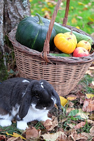 Basket_of_various_autumn_vegetables_pumpkin_zucchini_apples_walnuts_chestnuts_pairs_of_shoes_and_dwa