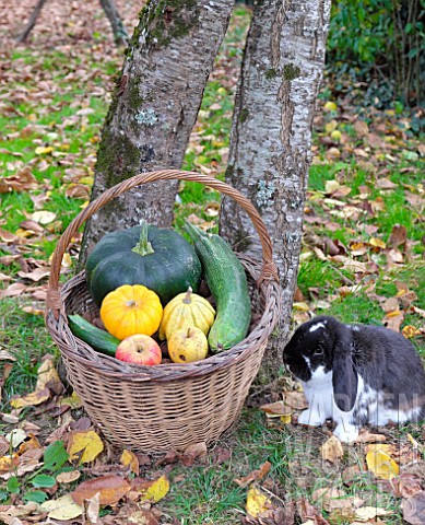 Basket_of_various_autumn_vegetables_pumpkin_zucchini_apples_walnuts_chestnuts_pairs_of_shoes_and_dwa