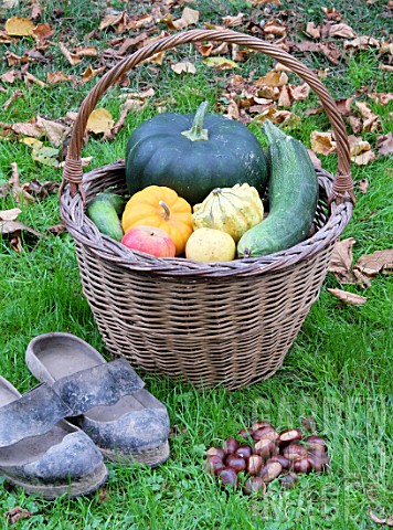 Basket_of_various_autumn_vegetables_pumpkin_zucchini_apples_walnuts_chestnuts_pairs_of_shoes