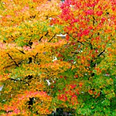 Foliage in autumn colours
