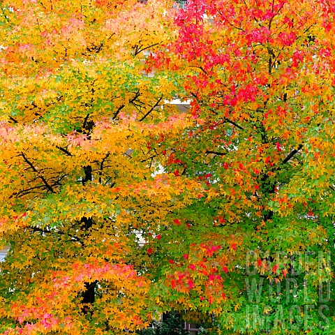 Foliage_in_autumn_colours