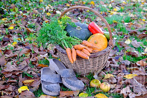 Basket_of_various_autumn_vegetables_pumpkin_zucchini_peppers_carrots_pairs_of_shoes