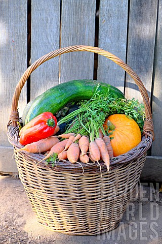 Basket_of_various_autumn_vegetables_pumpkin_zucchini_peppers_carrots