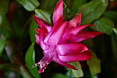 Christmas cactus (Schlumbergera sp)