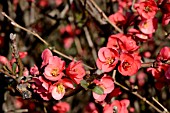 Maules quince (Chaenomeles japonica), one of the first shrubs to bloom early in the year, France