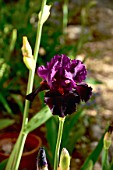 Iris Black Magic Woman