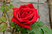 Rosa (Red Rose)
