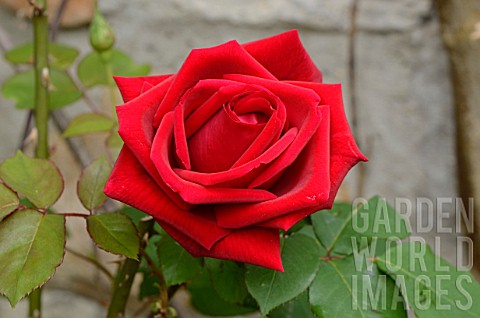 Rosa_Red_Rose