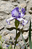 Iris Frisian Rock