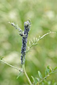 Aphids on a Lathyrus