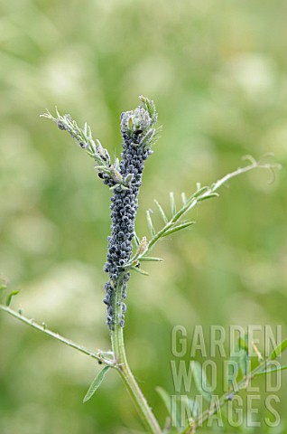 Aphids_on_a_Lathyrus