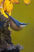 Sitta europaea (Nuthatch), on an old trunk in Autumn, in a country garden, Lorraine, France