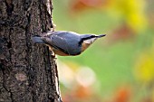 Sitta europaea (Nuthatch), on an old trunk in Autumn, in a country garden, Lorraine, France