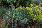 Schizachyrium scoparium Blue heaven and Euphorbia in summer