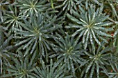 Euphorbia characias with dewdrops