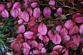 Viburnum plicatum Lanarth in autumn