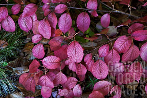 Viburnum_plicatum_Lanarth_in_autumn